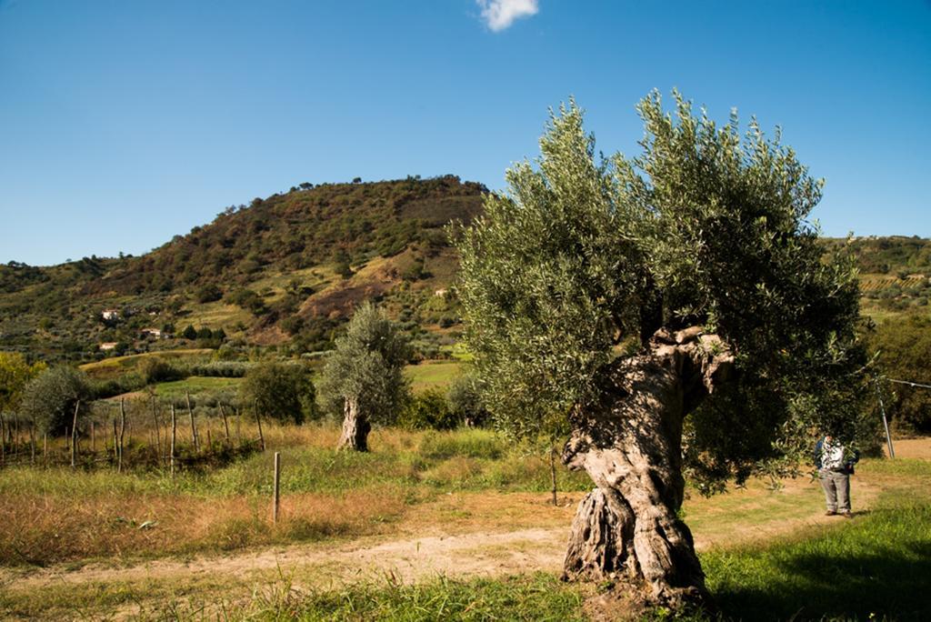 Agriturismo U' Casinu Da Scala Campora San Giovanni Buitenkant foto